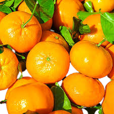 [10097] Fresh SATSUMA KINGS Mandarin 1 kg |  新鲜桔子 1 kg
